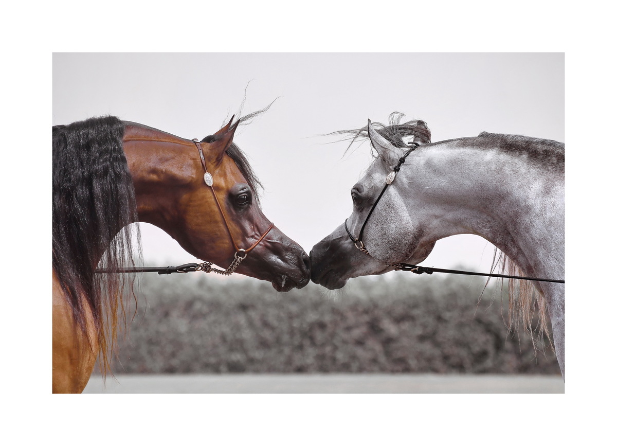 "A wide forehead, dish-faced and a swan-neck are characteristic features of the Arabians."