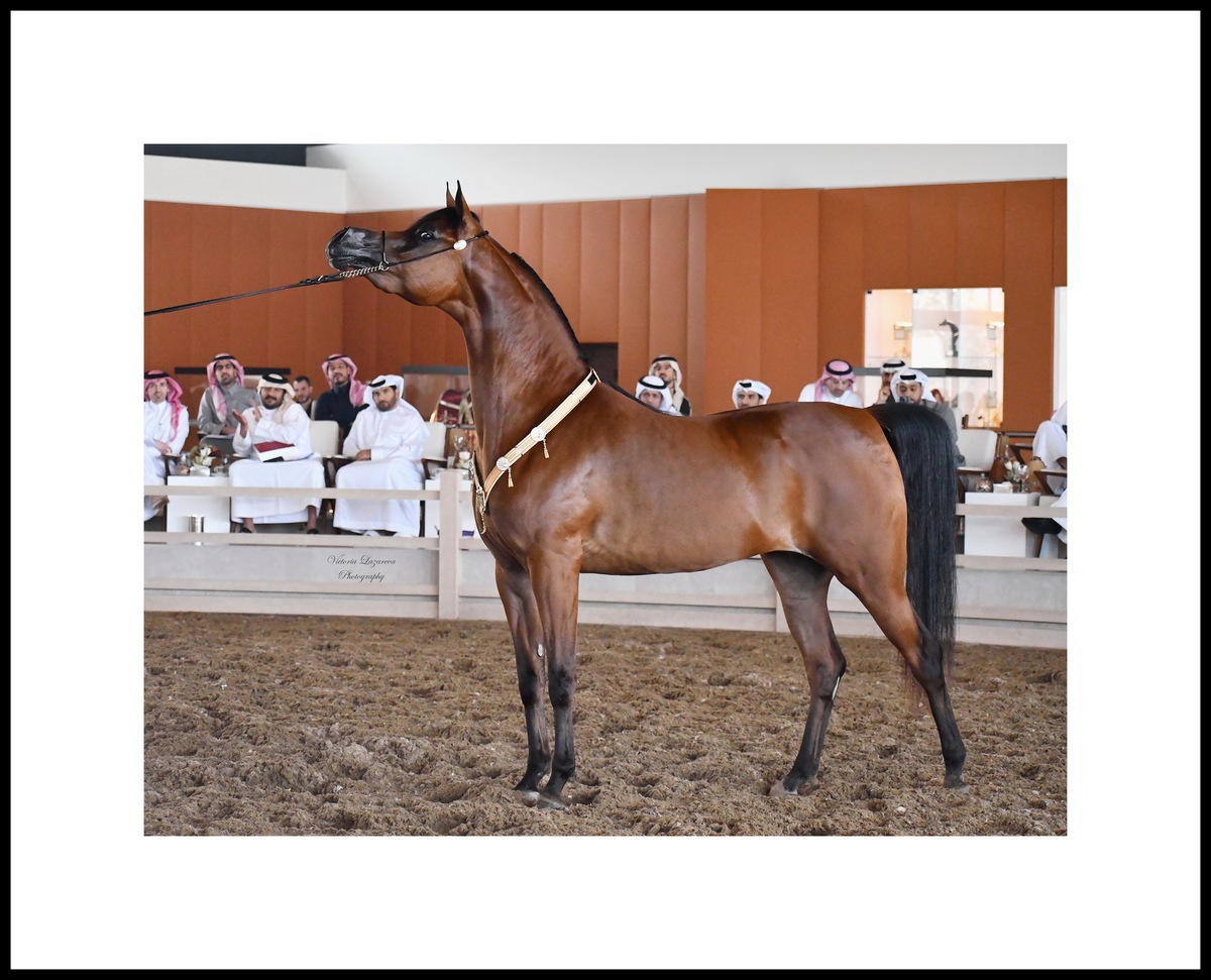 Junior filly Shahalel Al Shaqab - "Horse of the Tour 2025", "The Best Female Horse of the Tour" for the 2025 GCAT Europe & Middle East series