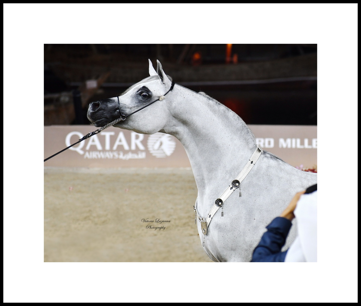 Arabian mare Al Aryam Banafsaj