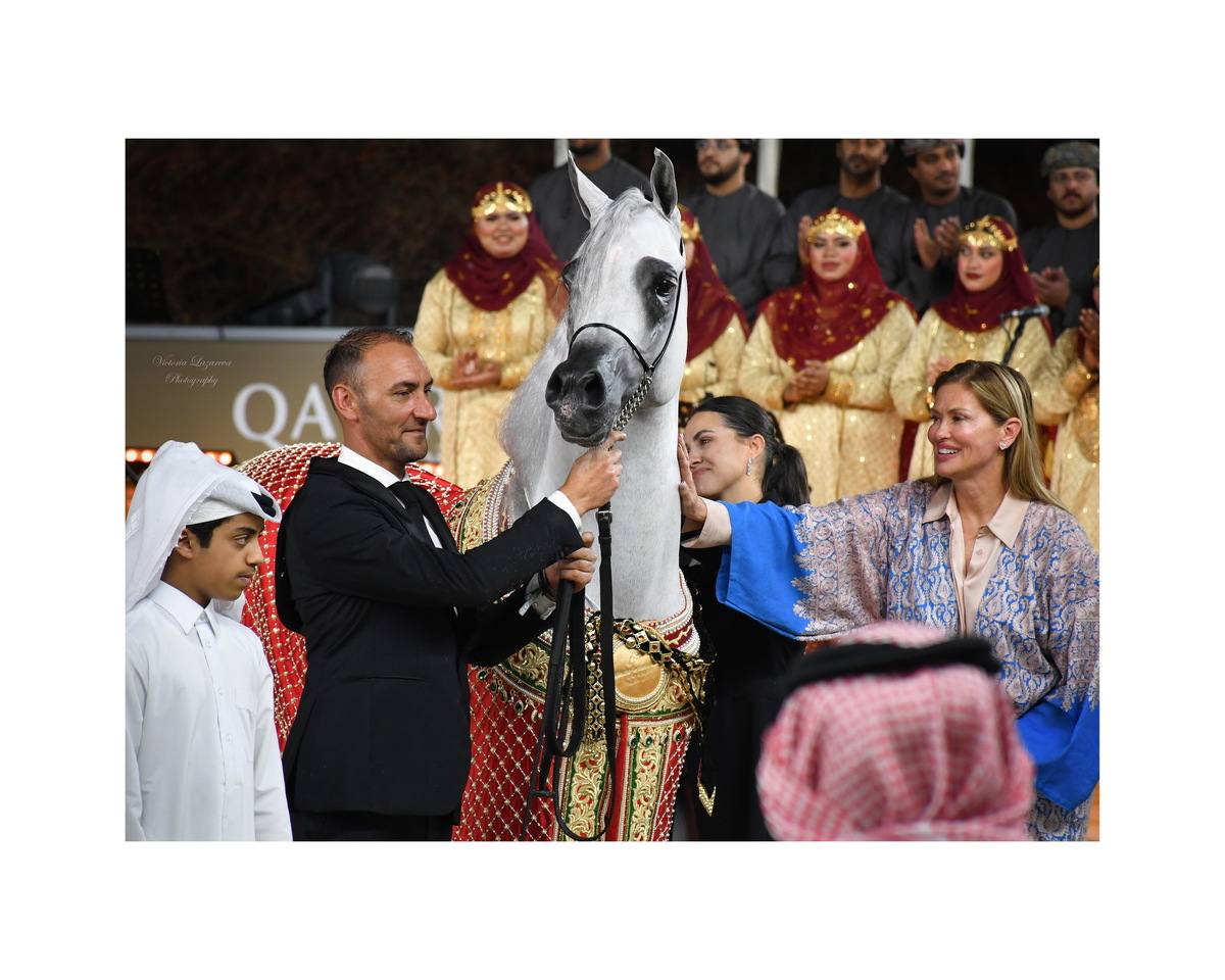Arabian stallion Berlin MP
