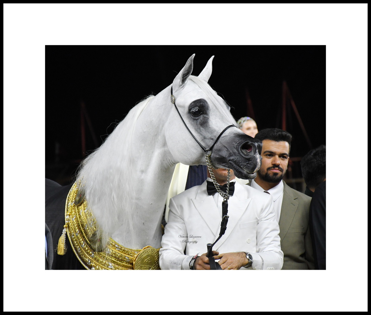 Arabian stallion Alexxanderr
