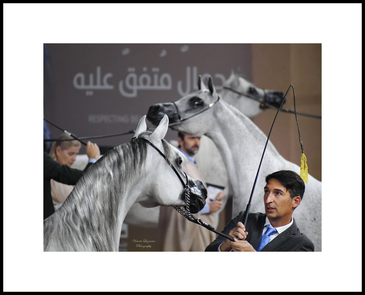 Paolo Capecci & Arabian mare D Shihanah