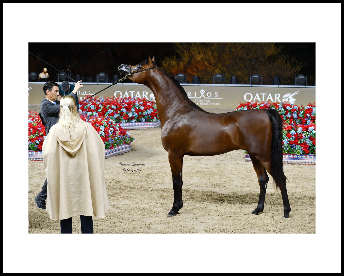 Paolo Capecci and junior Arabian colt D Borkan