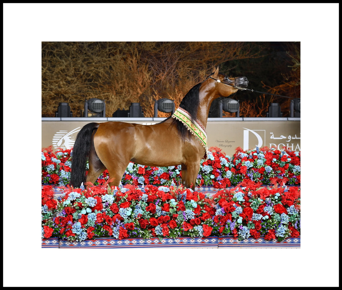 Junior Arabian filly Shahalel Al Shaqab - "Horse of the Tour", GCAT 2025