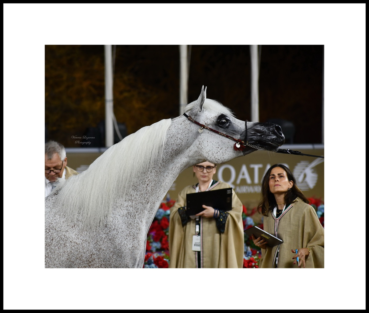 Arabian mare Nada Al Shahania - Evaluation of the head and neck