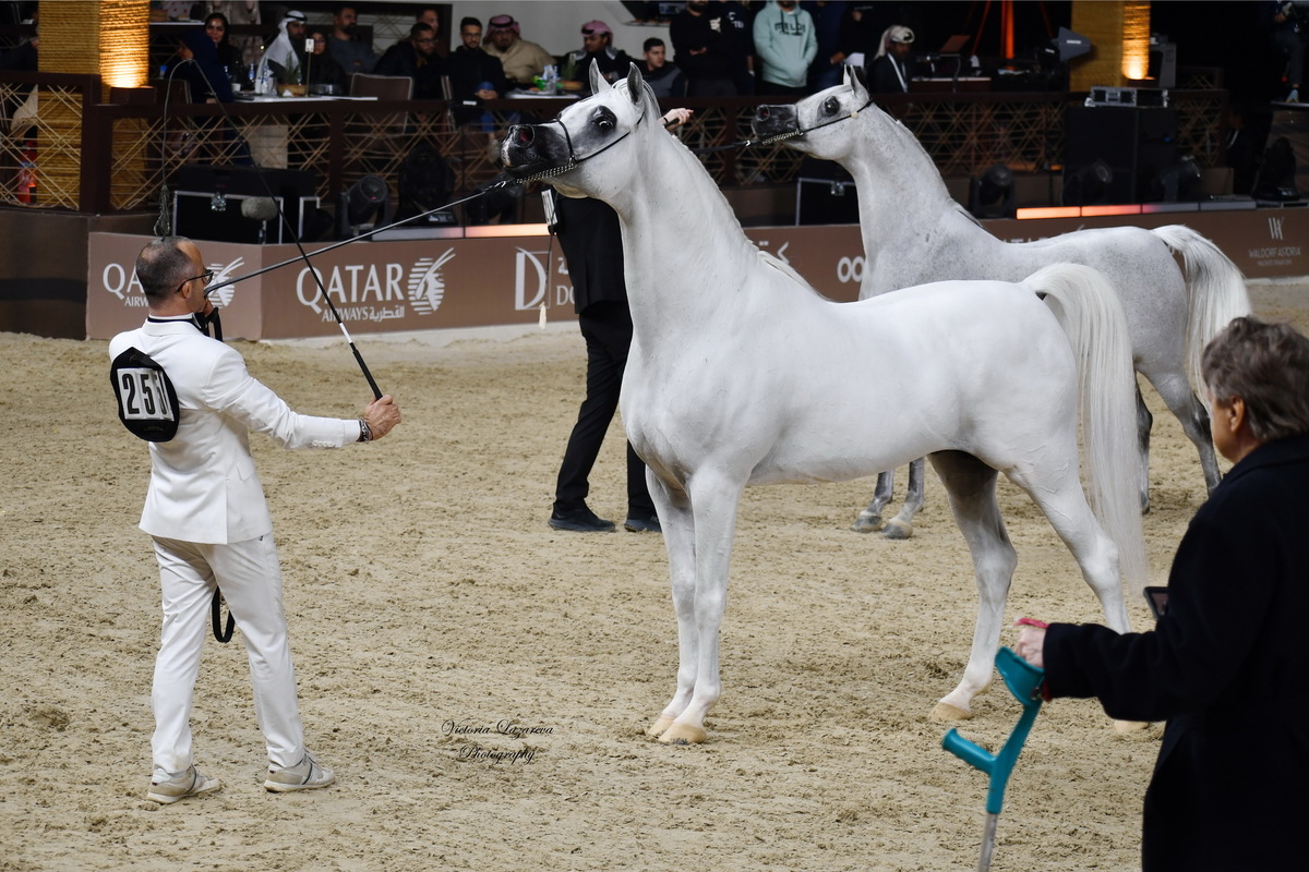 Raphael Curti & Arabian stallion Alexxanderr