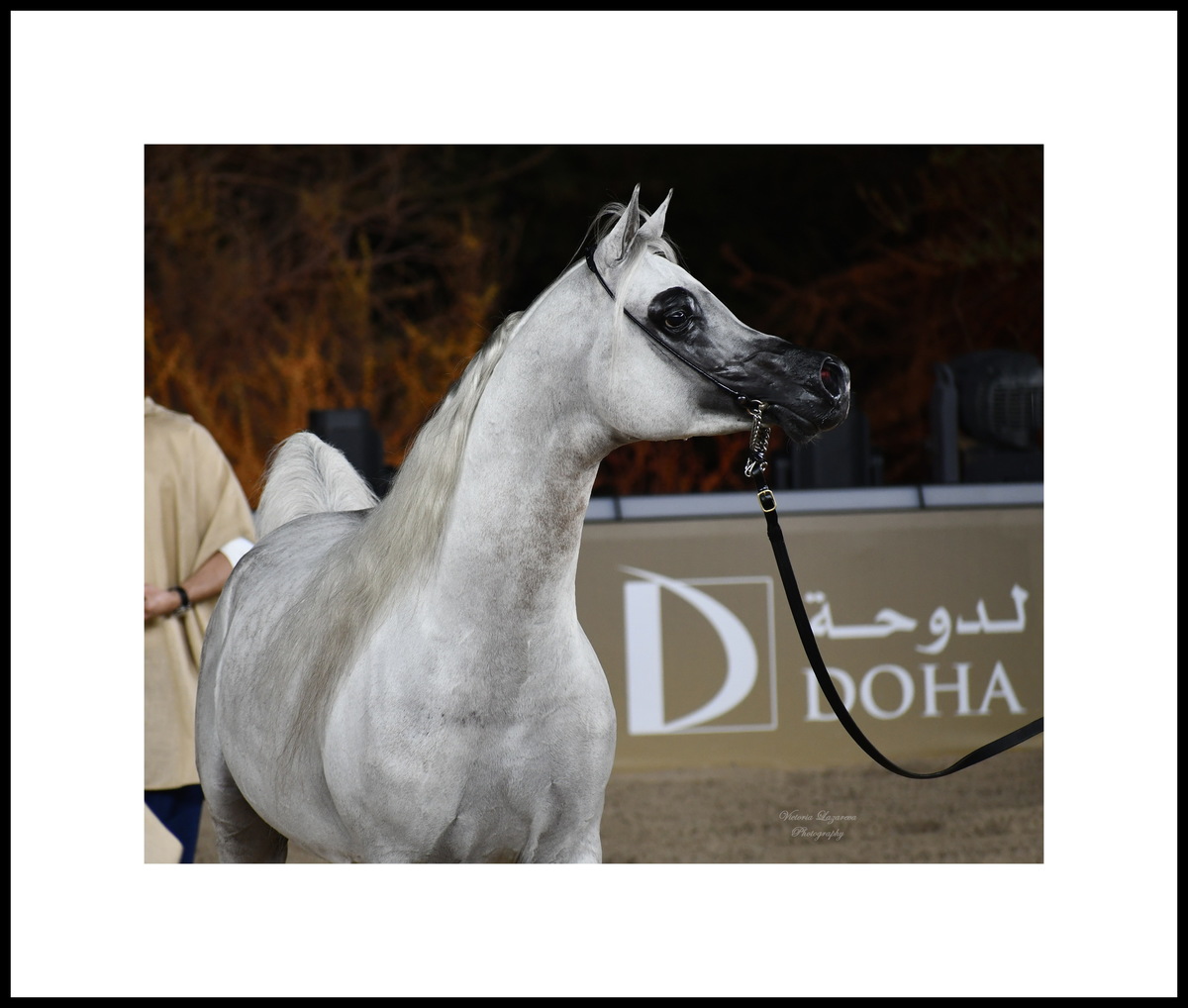 Arabian stallion Shareem RC