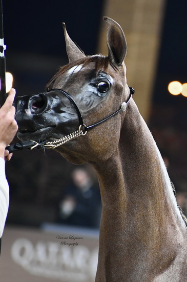 Yearling colt Al Fahad MAS