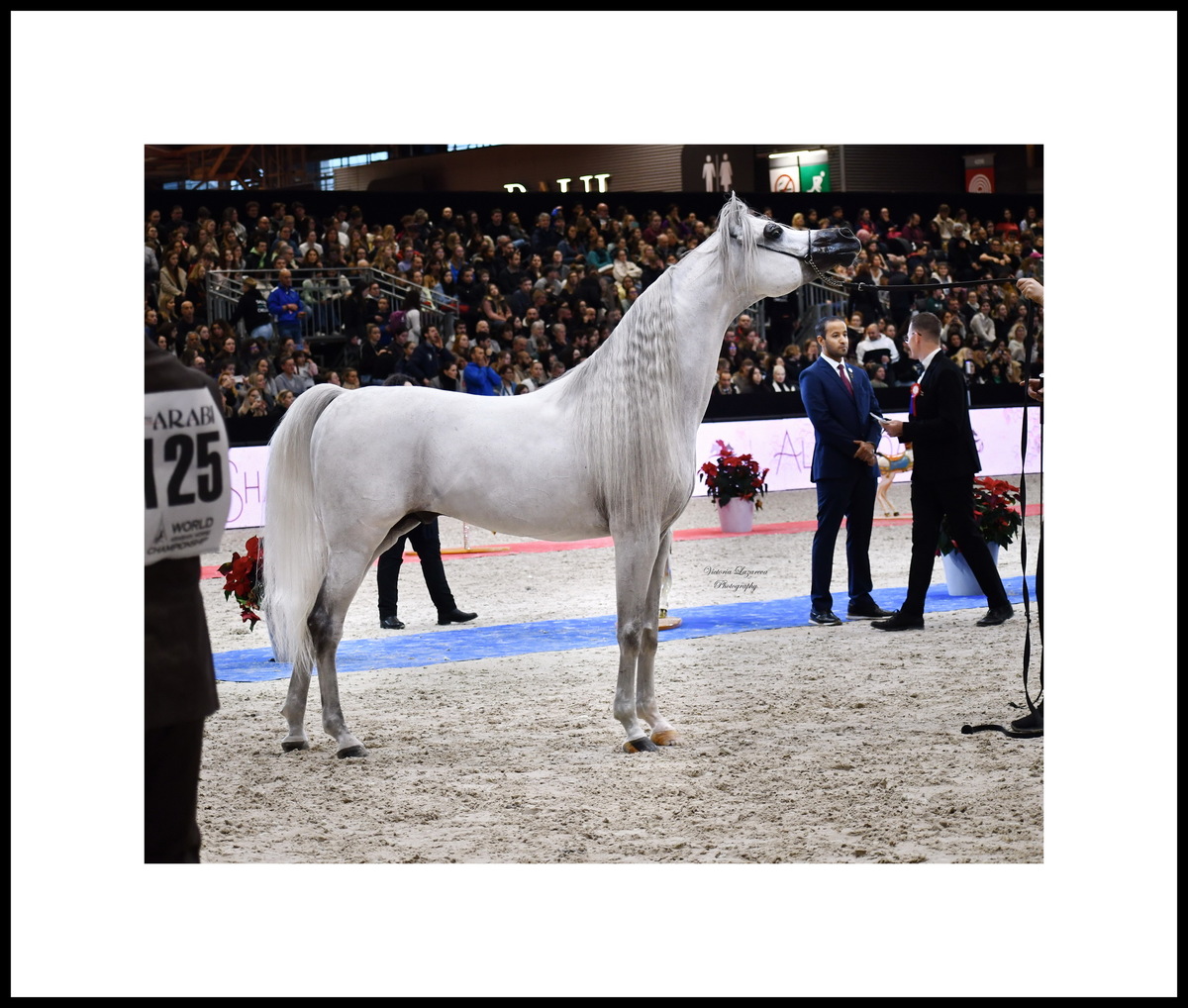 Arabian stallion D Seraj — WAHC 2024, Paris