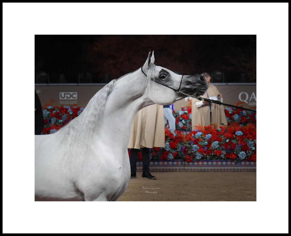 Arabian stallion Berlin MP - "The Best Male Horse of the Tour" for the 2025 GCAT Europe & Middle East series