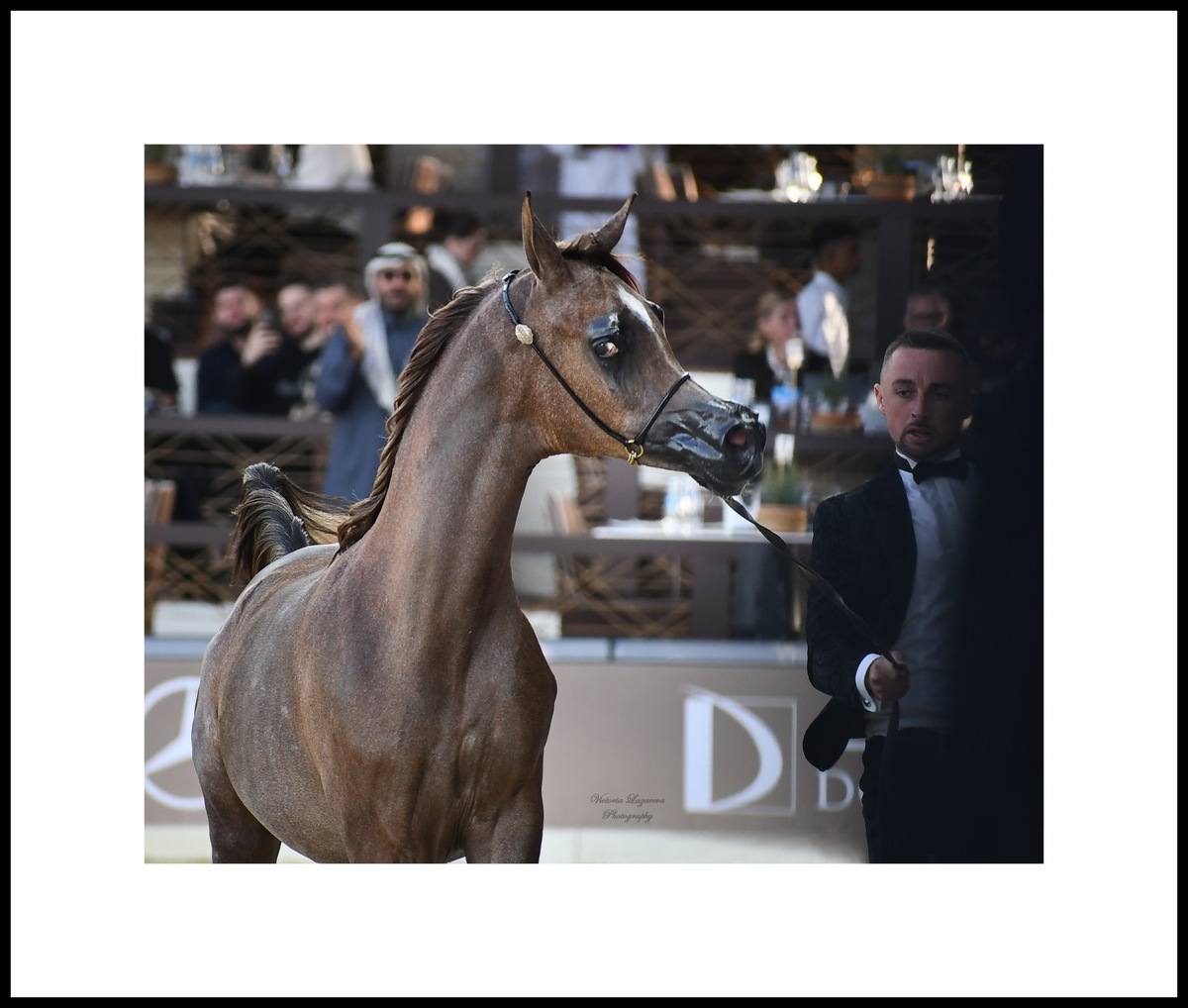 Miles Buckley & yearling colt Al Fahad MAS