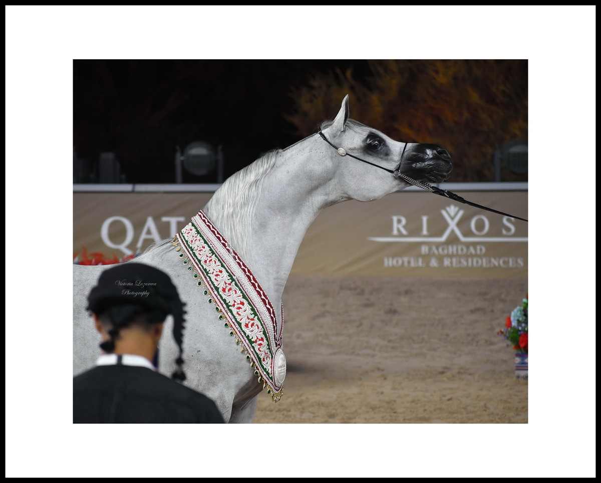 Arabian mare Al Aryam Banafsaj, UAE