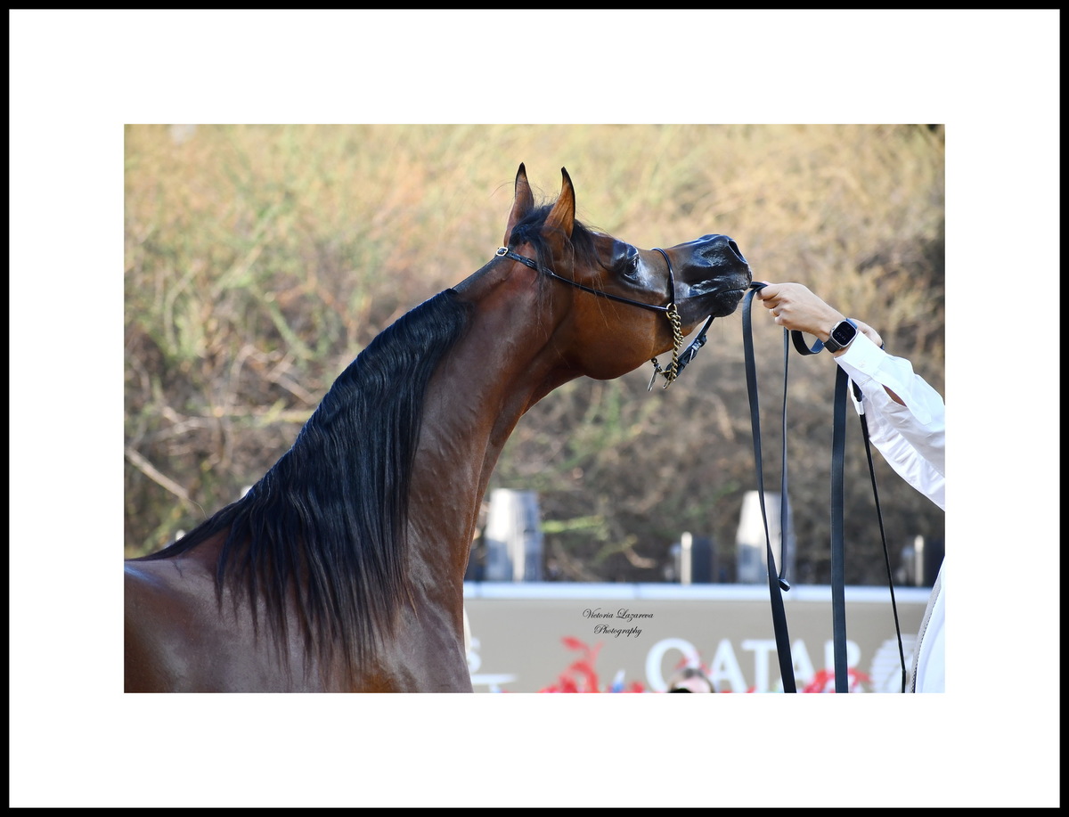 Junior Arabian colt D Borkan, UAE