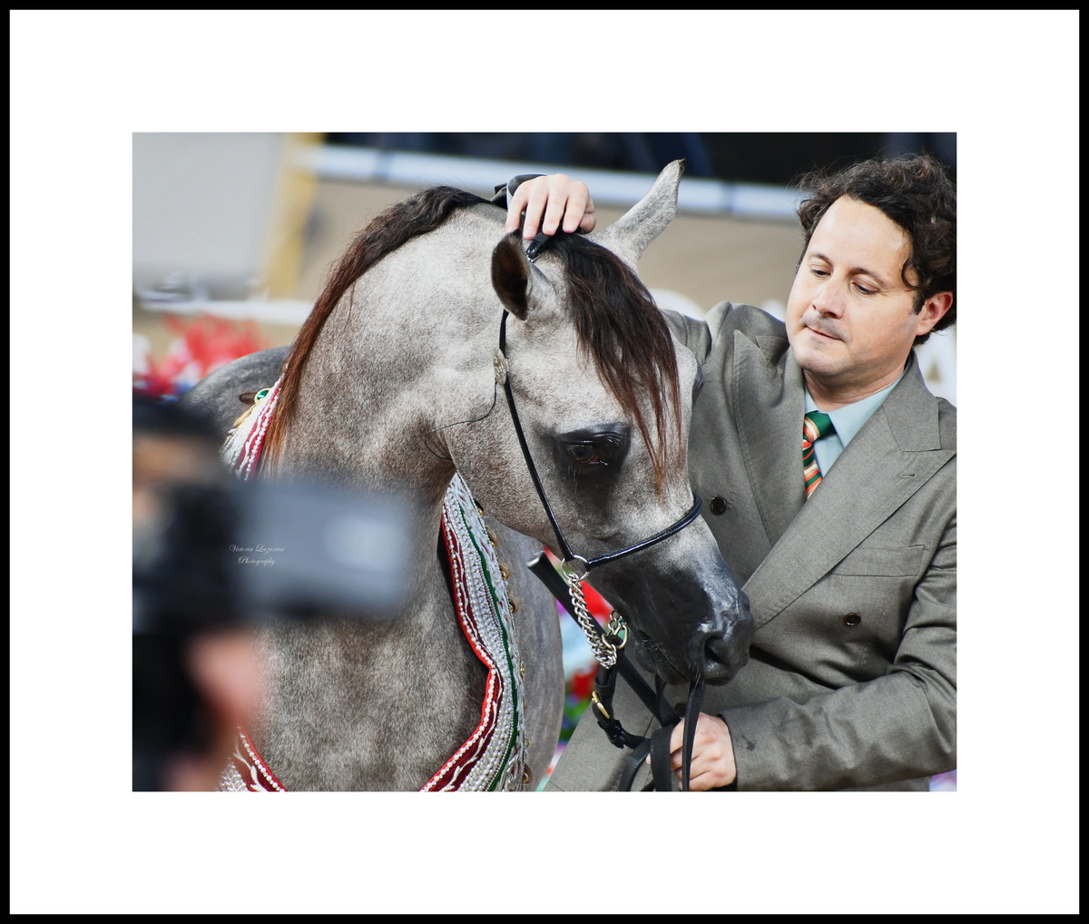Giacomo Capacci & Arabian yearling colt Sharar Al Manhal, QATAR