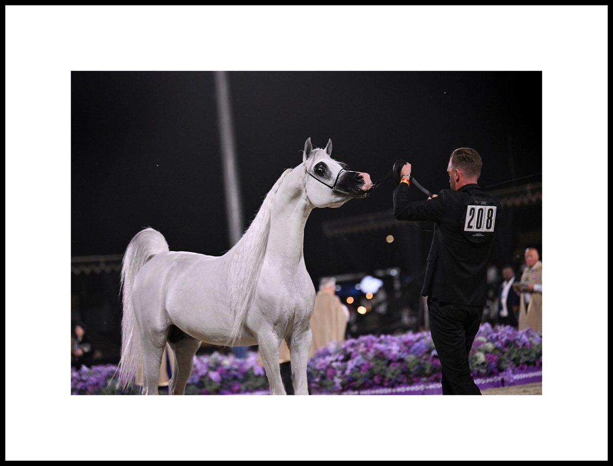 Tom Oben & Arabian stallion E.S. Harir, photo credit by gcarabianstour.com ©