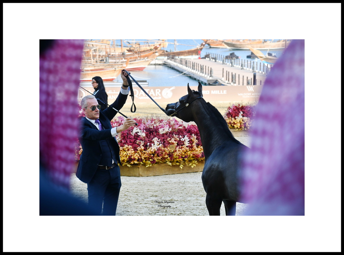 Philippe Hossay & yearling Arabian filly Khuzama Ajmal