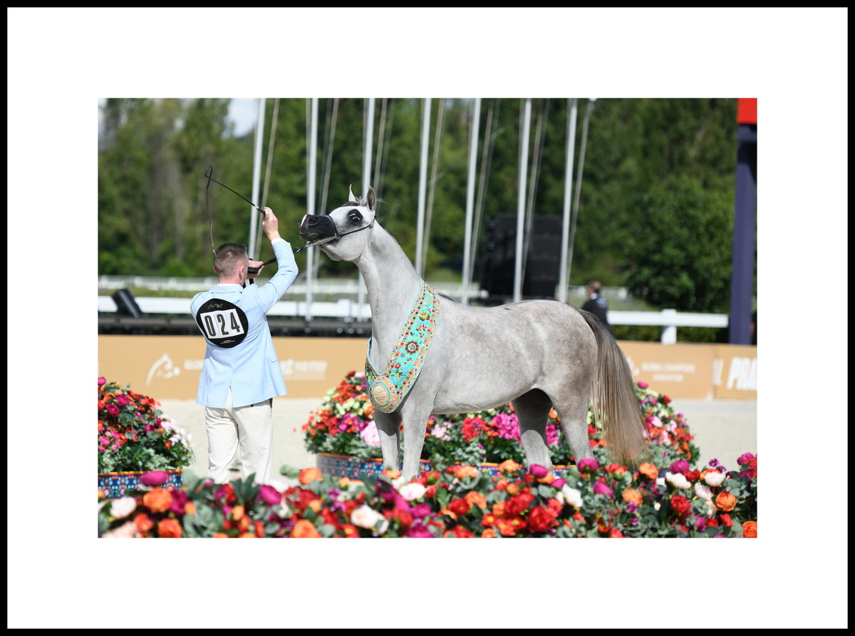Yearling filly Delayel Al Sayed, photo credit by gcarabianstour.com ©