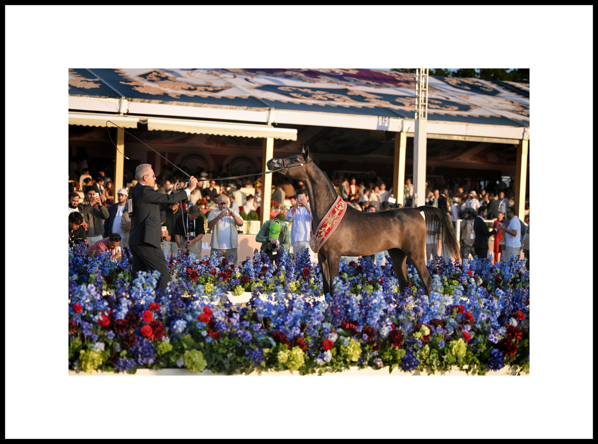 Yearling filly Haboob Ajmal, photo credit by gcarabianstour.com ©