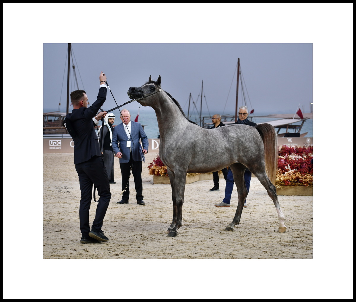 Tom Oben & junior Arabian colt Sinan Al Bahya 
