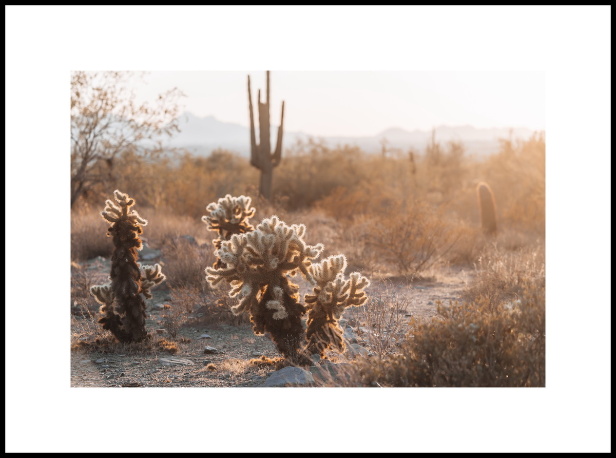 Scottsdale, Arizona, USA, photo credit by © Global Champions Arabians Tour 