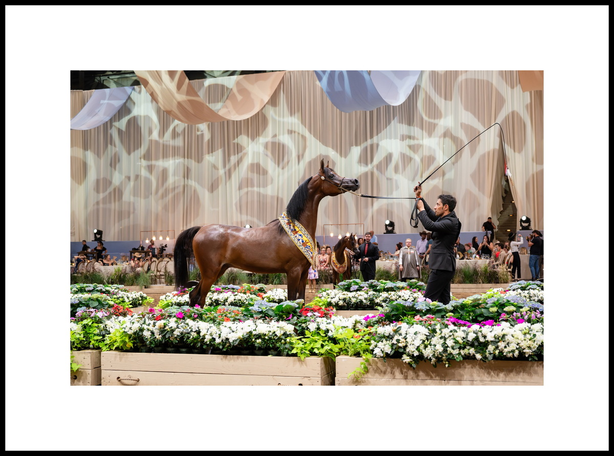 Yearling colt SVB Calais: three Golds – Scottsdale, Denver, Las Vegas; Silver of Miami. Photo credit by © Global Champions Arabians Tour