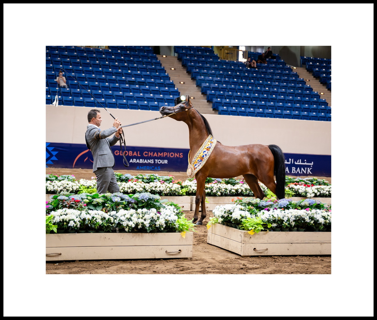 The yearling filly Sedona AS: two Golds – Scottsdale, Denver; two Silvers – Miami, Las Vegas. Photo credit by © Global Champions Arabians Tour