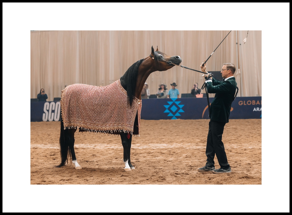 Arabian stallion Tasheem PMA: three Golds – Scottsdale, Miami, Denver, Silver of Las Vegas.  Photo credit © Global Champions Arabians Tour