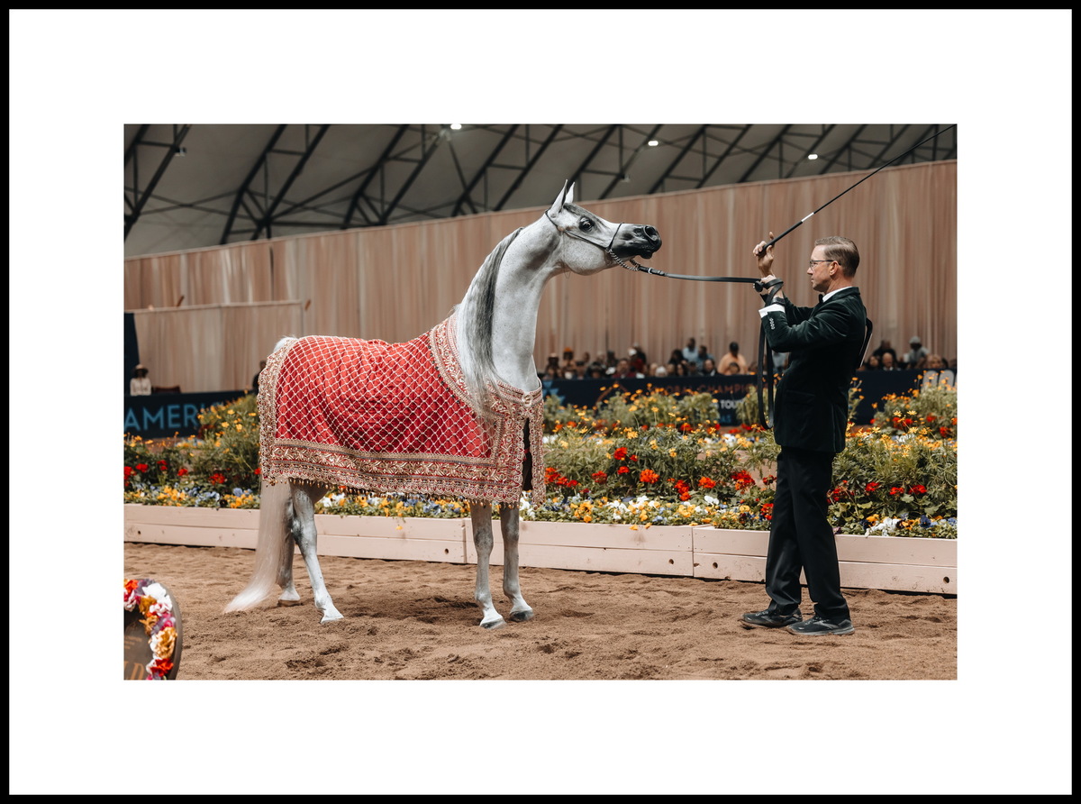 Arabian mare Exxaltress: three gold medals – Scottsdale, Miami, Denver. Photo credit © Global Champions Arabians Tour