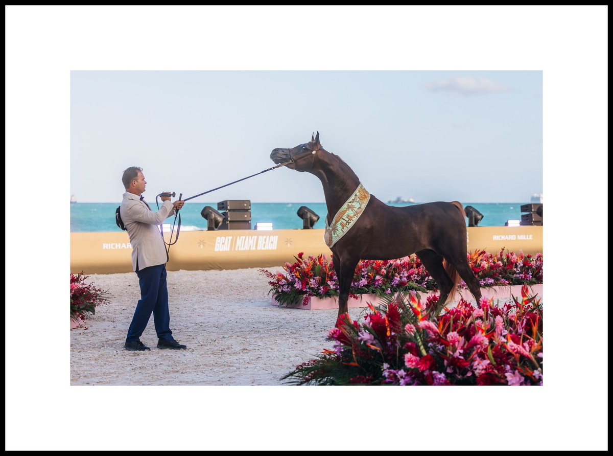 Junior colt STA High Voltaj: two golds – Miami and Las Vegas; silver in Denver. Photo credit © Global Champions Arabians Tour