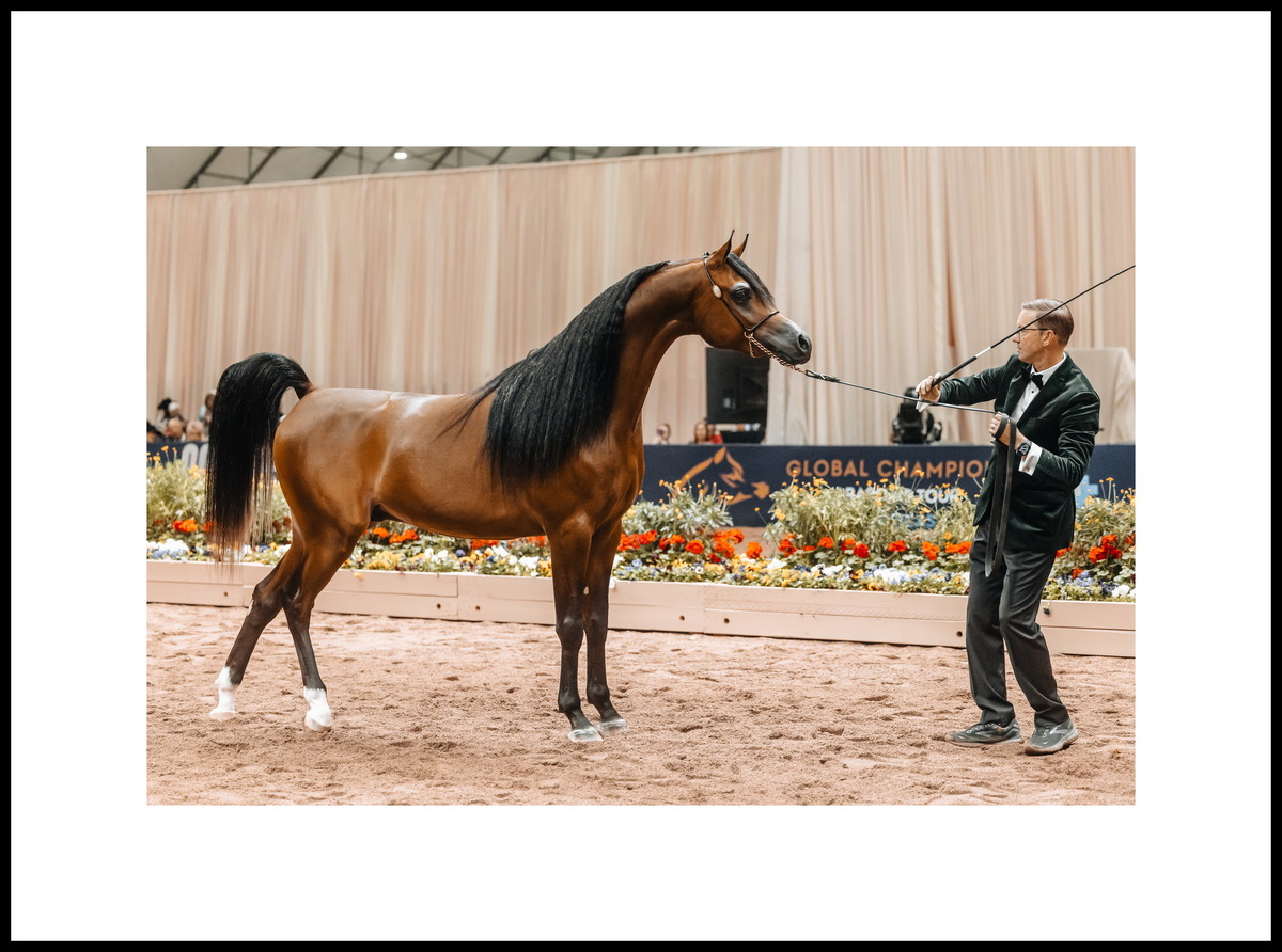 Junior colt Rhaphael SBA: two gold medals – Scottsdale, Denver; bronze in Miami. Photo credit © Global Champions Arabians Tour