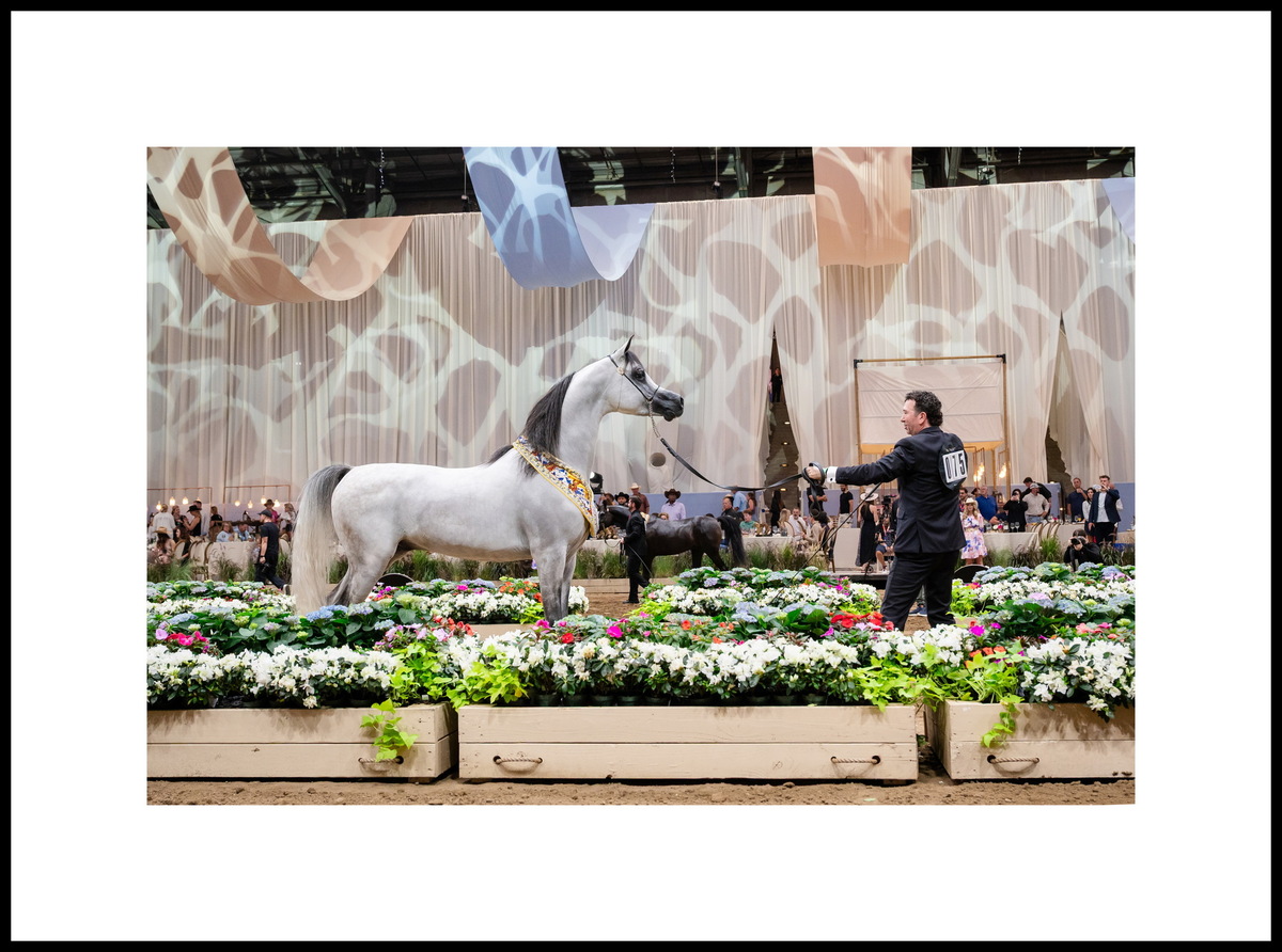 Arabian stallion Royal Atticus: three silver medals – Scottsdale, Miami, Denver. Breeder and owner - Royal Arabians, Cindy Mc Gown or Mark Davis, US. Photo credit © Global Champions Arabians Tour