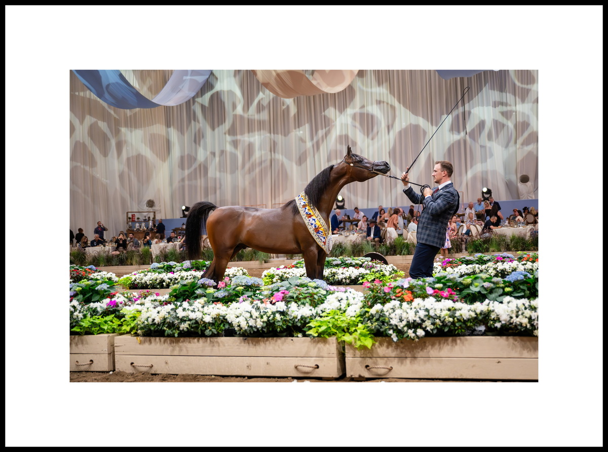 Yearling colt Aria Benito: silver medal in Denver; two bronze medal – Scottsdale, Las Vegas. Breeder and owner - Aria Prestige Holdings LLC, US. Photo credit © Global Champions Arabians Tour