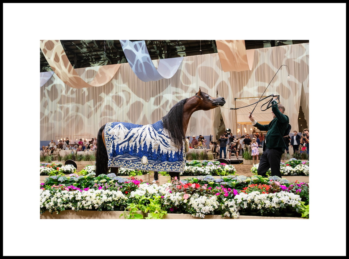Andrew "Andy" Sellman & Arabian stallion Tasheem PMA. Photo credit by © Global Champions Arabians Tour