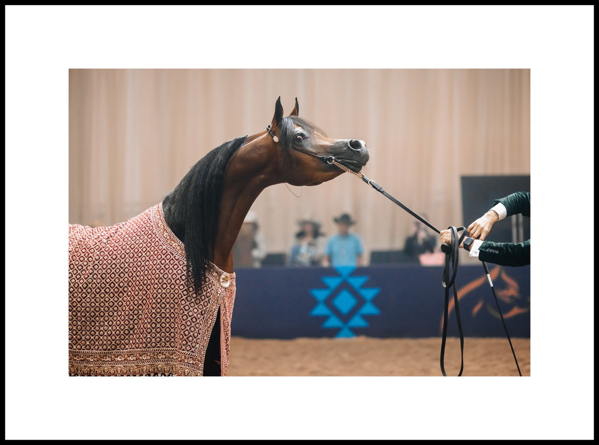 Arabian stallion Tasheem PMA. Photo credit by © Global Champions Arabians Tour