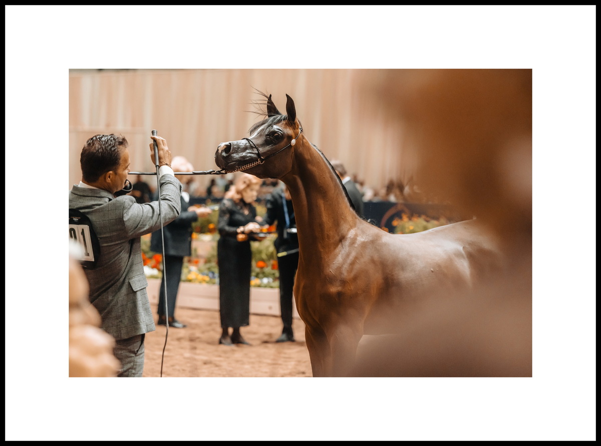 The 2025 GCAT Americas: "Best Handler" Sandro Pinha & "Best Female Horse" Sedona AS. Photo credit by © Global Champions Arabians Tour