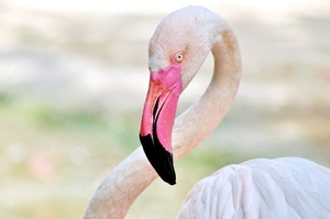 Thumb flamingo