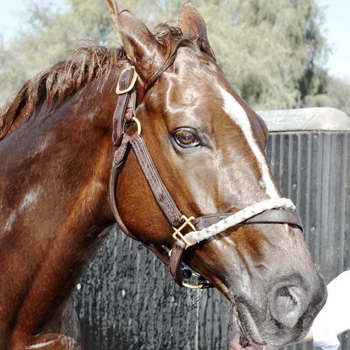 Godolphin stables of the Emir. <br/> A breakfast with champions