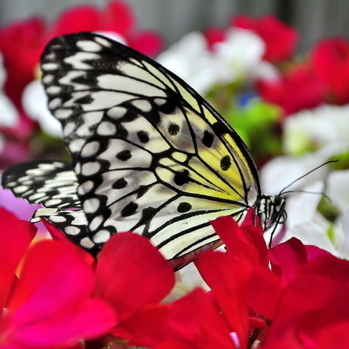 Dubai Butterfly Garden. <br/> Illusory Beauty